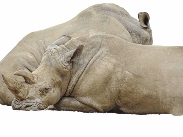 istock Two white rhinos isolated on white 2194676577