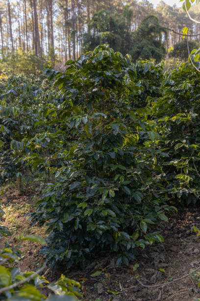 istock Coffee tree concept. Organic coffee berries beans. Red berry branch. coffee beans on the tree organic farming concept 2194679462