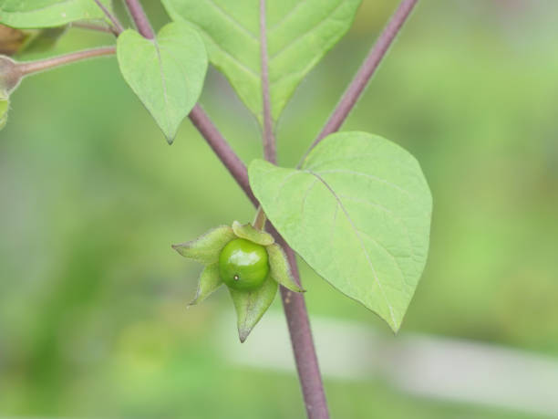 istock Belladonna or deadly nightshade plant with fruit, Atropa belladonna 2194681459