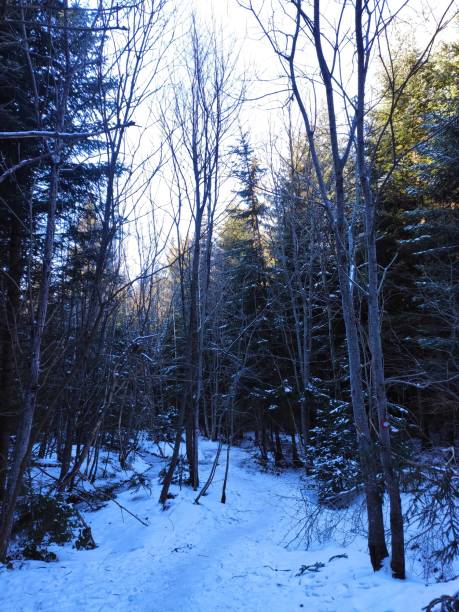 istock The wonderful colours of winter 2194681593