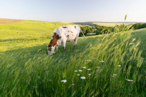 istock A curious dairy cows standing and grazing in pasture 2194684290