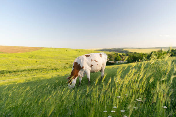 istock A curious dairy cows standing and grazing in pasture 2194684305
