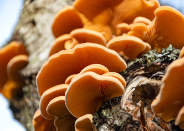 istock photograph with bright yellow mushrooms on an old tree trunk, close-up view 2194685467
