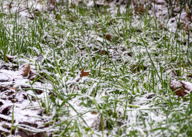 snow texture on natural snow-covered green grass, winter
