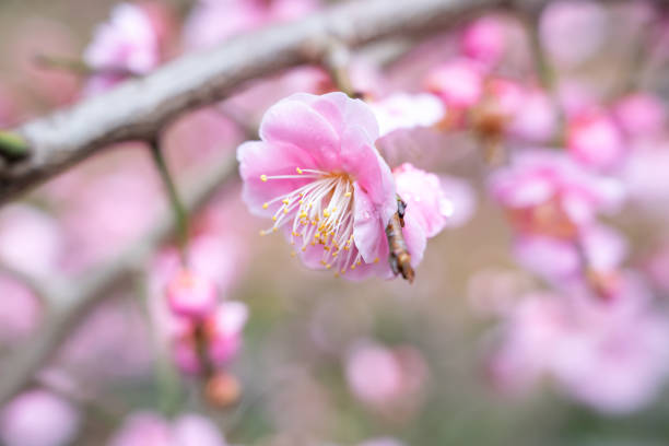 Beautiful pink plum flower blossom in springtime with blue sky background.