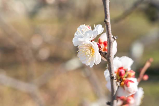 Beautiful white plum flower blossom in springtime with blue sky background.