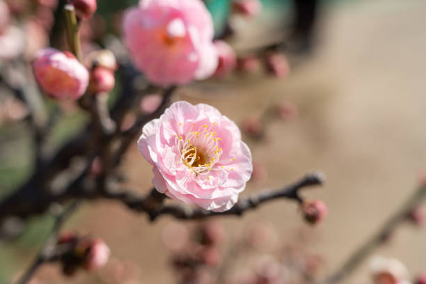Beautiful white plum flower blossom in springtime with blue sky background.