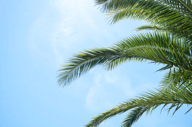 istock Bright green palm leaves stretch upwards on a sunny day against a bright blue sky. 2194689891