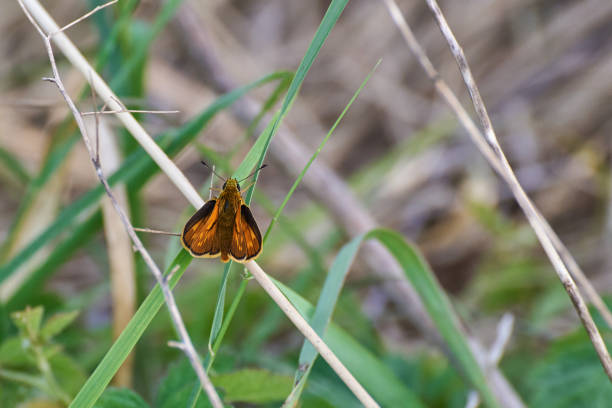 Hesperia comma, the silver-spotted skipper or common branded skipper butterfly sitting in grass