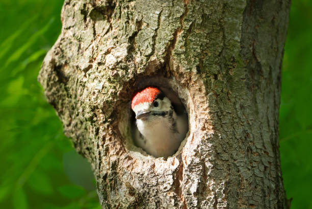 istock Great spotted woodpecker juvenile sitting in a tree hole in spring 2194690545