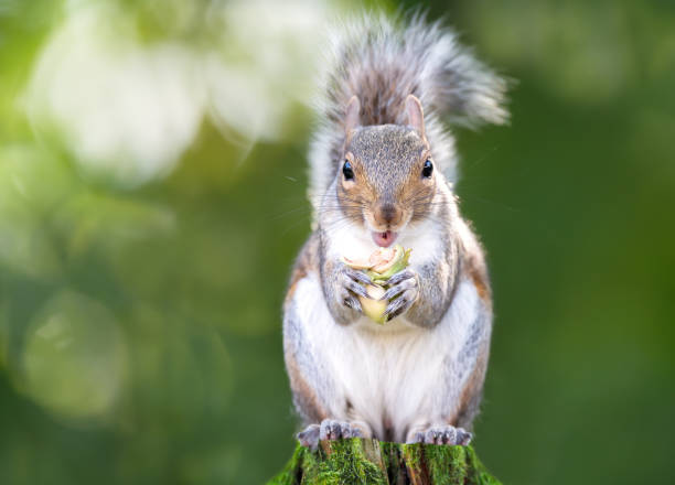 istock Grey squirrel eating green hazelnuts on a mossy tree stump 2194690578