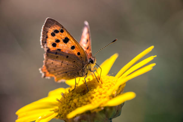Brown spotted butterfly rests on a yellow flower