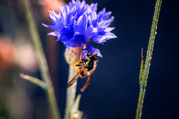 A furry wasp explores and feeds on a purple flower covered in morning dew against a blurred background
