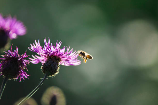 istock Honey Bee collecting pollen on pink flower 2194691310