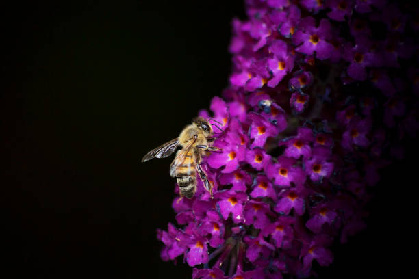 The bee is harvesting polen on white flower with blurry green nature background.