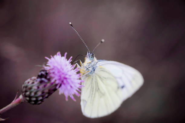 Delicate white butterfly feeds from a pink thistle flower