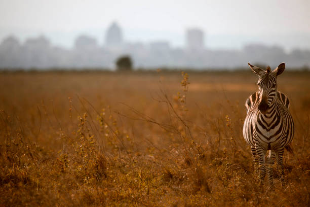 istock A zebra stands among dry grasses against a city backdrop 2194691338