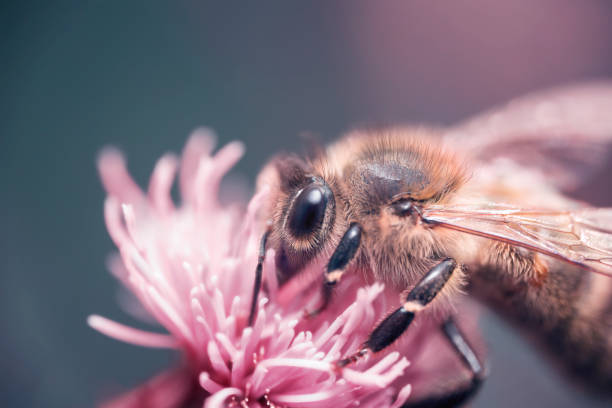 istock Honey Bee collecting pollen from a pink flower 2194691469