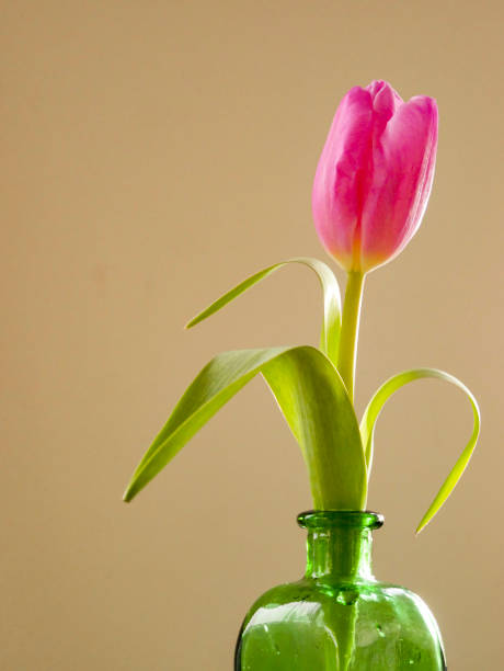 istock Pink tulip in a vase. 2194691546