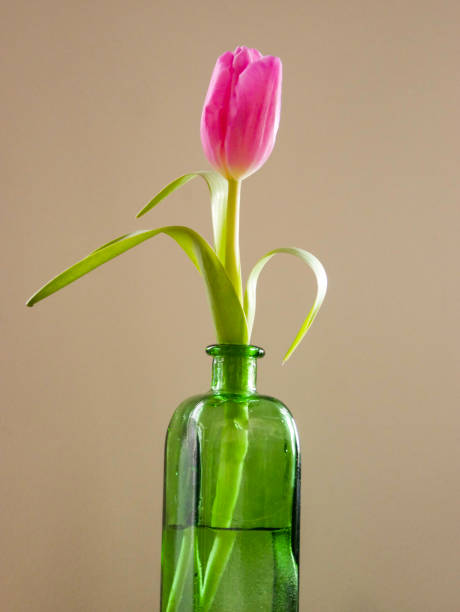istock Pink tulip in a vase. 2194691547