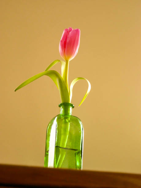 istock Pink tulip in a vase. 2194691552
