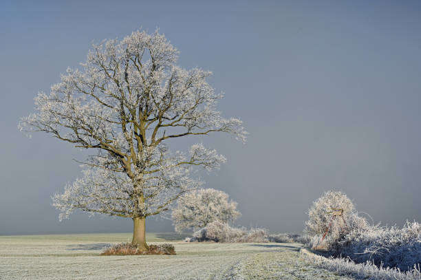 istock Winter landscape with a lange solitary oak tree i 2194692742