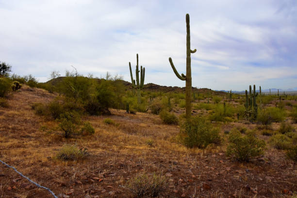 istock Sonora Desert Arizona Picacho Peak State Park 2194692933