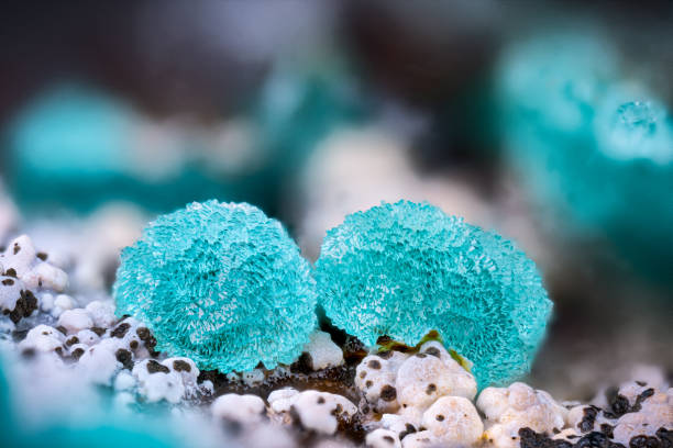 istock Adamite blue crystals. Specimen from Hilarion Mine, Greece 2194693002