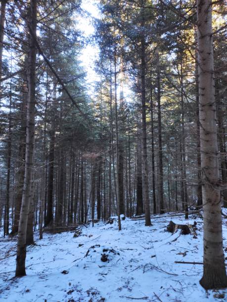 istock The wonderful colours of Winter 2194693337