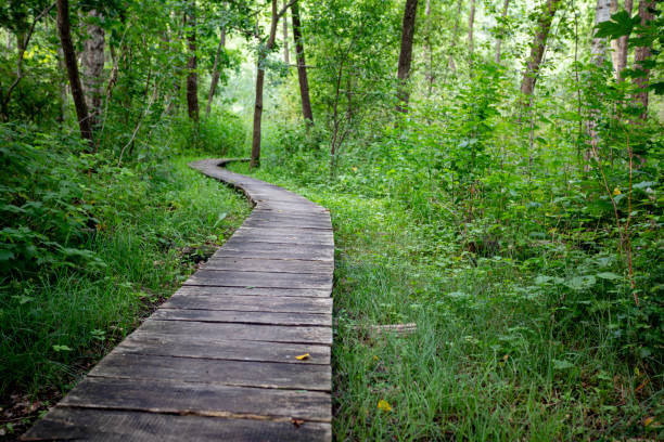 istock A Serene and Winding Path That Travels Through a Beautiful Lush Green Forest Landscape 2194694471
