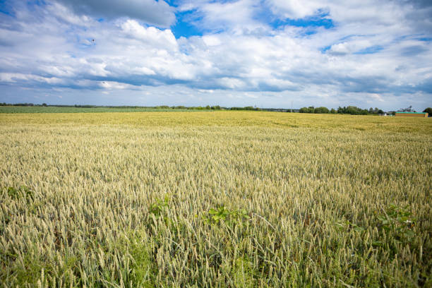 A picturesque landscape with a vast golden wheat field under a blue sky filled with fluffy white clouds