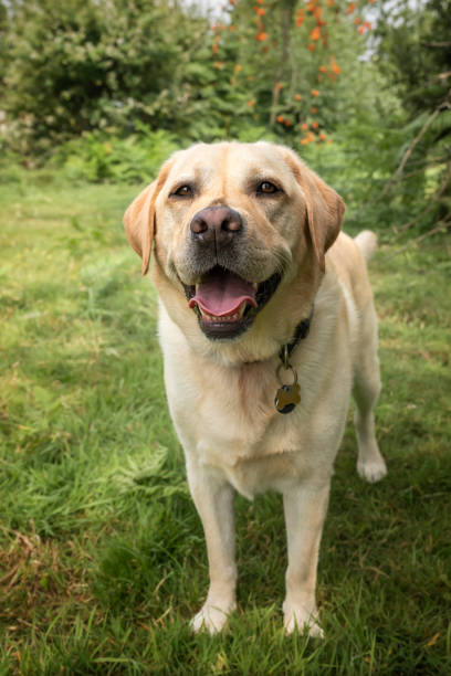 istock Yellow Labrador having fun at Ascot Heath in the summer 2194698754