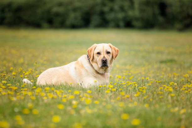 Yellow Labrador dog having fun at Ascot Heath in the summer