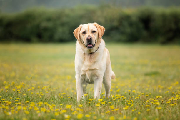 Yellow Labrador dog having fun at Ascot Heath in the summer