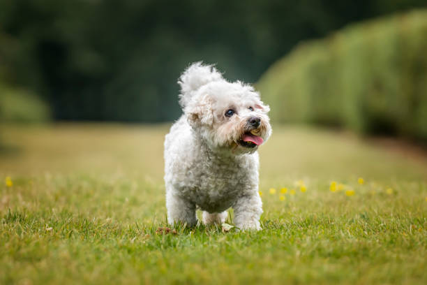 istock Bichon Frise at Ascot Racecourse in Berkshire 2194699282