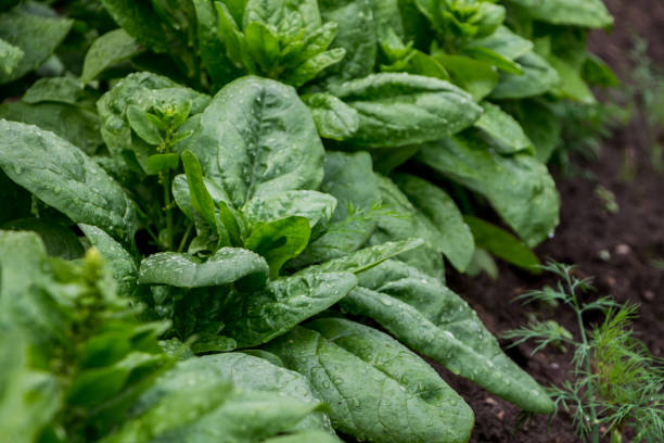 istock green fresh spinach leaves in the garden 2194700735