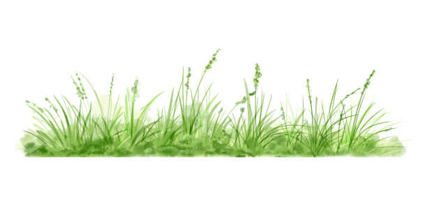 istock Green grass and lush bushes Watercolor digital illustration. . Spring greenery and nature landscape isolated on white background. Grass thickets and small flowers 2194700983