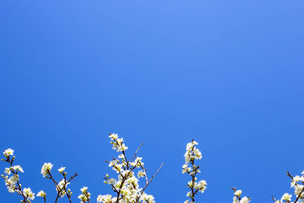 Blue clear sky background and blossoming plum branches at the bottom of the background.