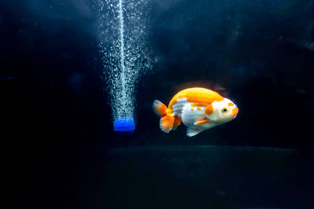 Fishes perfectly express my feelings for racism