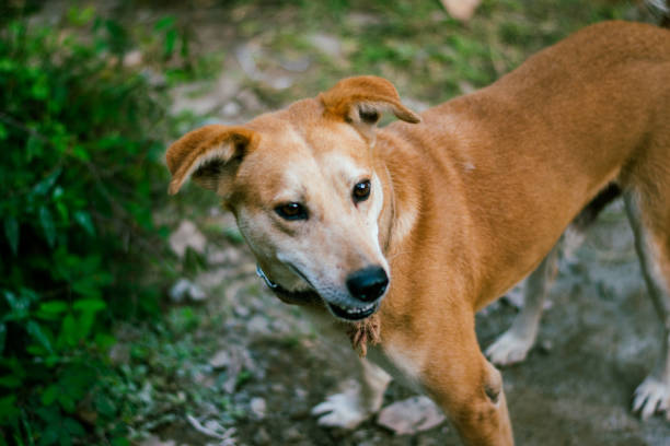istock Sad stray dog in the park, closeup shot. 2194705863