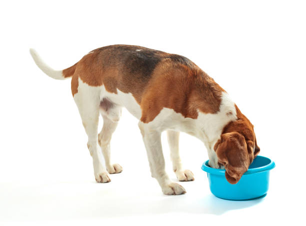 istock Beagle eating from a bowl on white background. 2194706195