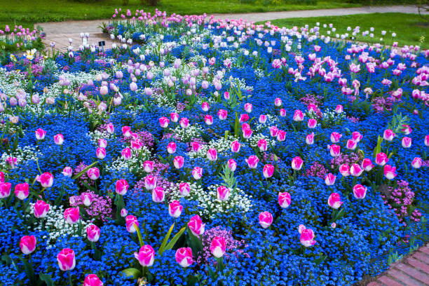 Tulip fields in Botanical garden FLORA in Cologne  - fantastik early May in North Rhine-Westphalia