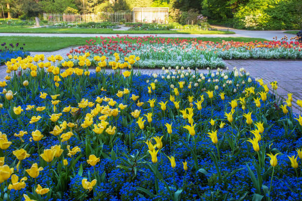 istock Awe tulip field in Botanical garden in Cologne 2194706496