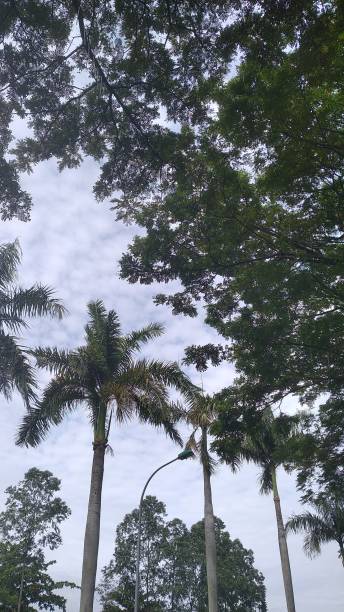 istock The beauty trees on street 2194709214