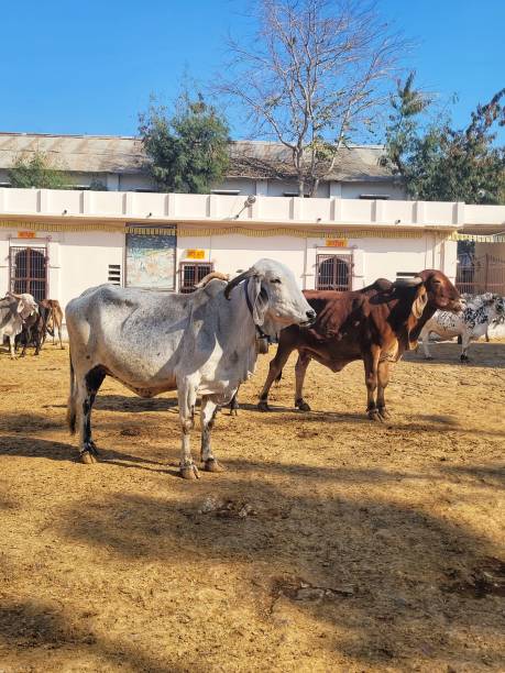 istock Group OF Cows Feeding In Ranch 2194710272