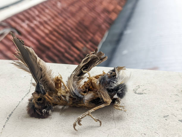 istock Decomposed carcass of a dead bird 2194710287