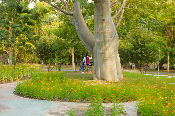 Thai woman is sitting on a bench below big tropical tree in Wachirabenchathat Park (Rot Fai Park) in Bangkok Chatuchak at sunday afternoon. She has a small red backpack. Around tree is  a small pathway. Scene is in center area of the park. In background a couple is walking under trees. At right side water hoses are lying in grass