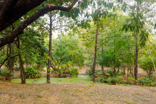 Tree area in  Wachirabenchathat Park (Rot Fai Park) in Bangkok