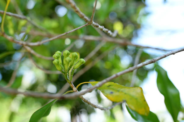 Cloves in the garden
