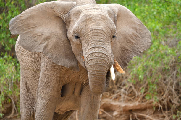 istock Elephant eating looking directly at the camera in the Hoanib, Namibia 2194712417